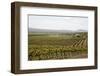 Vineyard in the Golan Heights, Israel, Middle East-Yadid Levy-Framed Photographic Print
