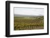 Vineyard in the Golan Heights, Israel, Middle East-Yadid Levy-Framed Photographic Print