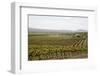 Vineyard in the Golan Heights, Israel, Middle East-Yadid Levy-Framed Photographic Print