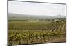 Vineyard in the Golan Heights, Israel, Middle East-Yadid Levy-Mounted Photographic Print