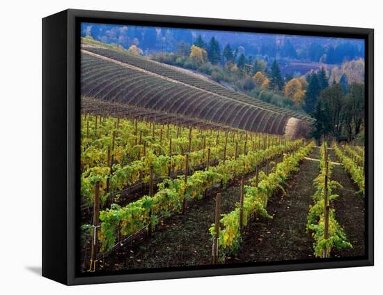 Vineyard in the Willamette Valley, Oregon, USA-Janis Miglavs-Framed Stretched Canvas