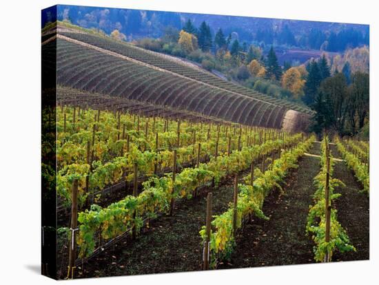 Vineyard in the Willamette Valley, Oregon, USA-Janis Miglavs-Stretched Canvas