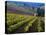 Vineyard in the Willamette Valley, Oregon, USA-Janis Miglavs-Stretched Canvas