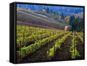 Vineyard in the Willamette Valley, Oregon, USA-Janis Miglavs-Framed Stretched Canvas