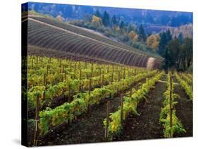 Vineyard in the Willamette Valley, Oregon, USA-Janis Miglavs-Stretched Canvas