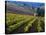 Vineyard in the Willamette Valley, Oregon, USA-Janis Miglavs-Stretched Canvas