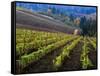 Vineyard in the Willamette Valley, Oregon, USA-Janis Miglavs-Framed Stretched Canvas