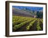 Vineyard in the Willamette Valley, Oregon, USA-Janis Miglavs-Framed Premium Photographic Print