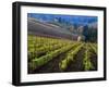 Vineyard in the Willamette Valley, Oregon, USA-Janis Miglavs-Framed Premium Photographic Print