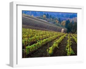 Vineyard in the Willamette Valley, Oregon, USA-Janis Miglavs-Framed Premium Photographic Print