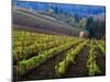 Vineyard in the Willamette Valley, Oregon, USA-Janis Miglavs-Mounted Premium Photographic Print