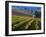 Vineyard in the Willamette Valley, Oregon, USA-Janis Miglavs-Framed Photographic Print