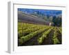 Vineyard in the Willamette Valley, Oregon, USA-Janis Miglavs-Framed Photographic Print