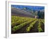 Vineyard in the Willamette Valley, Oregon, USA-Janis Miglavs-Framed Photographic Print