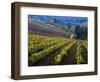 Vineyard in the Willamette Valley, Oregon, USA-Janis Miglavs-Framed Photographic Print