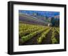 Vineyard in the Willamette Valley, Oregon, USA-Janis Miglavs-Framed Photographic Print