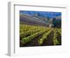 Vineyard in the Willamette Valley, Oregon, USA-Janis Miglavs-Framed Photographic Print