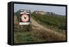 Vineyard in Tuscany-Vittoriano Rastelli-Framed Stretched Canvas