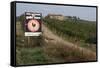 Vineyard in Tuscany-Vittoriano Rastelli-Framed Stretched Canvas