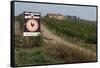 Vineyard in Tuscany-Vittoriano Rastelli-Framed Stretched Canvas