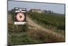 Vineyard in Tuscany-Vittoriano Rastelli-Mounted Photographic Print
