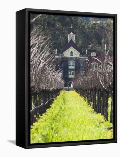 Vineyard in Winter, Rubicon Estate Vineyard, Rutherford, Napa Valley Wine Country, California, Usa-Walter Bibikow-Framed Stretched Canvas