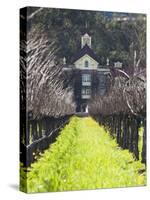 Vineyard in Winter, Rubicon Estate Vineyard, Rutherford, Napa Valley Wine Country, California, Usa-Walter Bibikow-Stretched Canvas