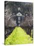 Vineyard in Winter, Rubicon Estate Vineyard, Rutherford, Napa Valley Wine Country, California, Usa-Walter Bibikow-Stretched Canvas