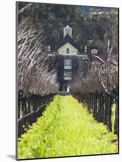 Vineyard in Winter, Rubicon Estate Vineyard, Rutherford, Napa Valley Wine Country, California, Usa-Walter Bibikow-Mounted Photographic Print