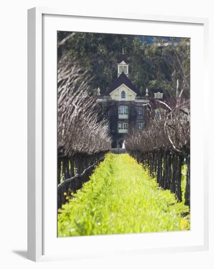 Vineyard in Winter, Rubicon Estate Vineyard, Rutherford, Napa Valley Wine Country, California, Usa-Walter Bibikow-Framed Photographic Print