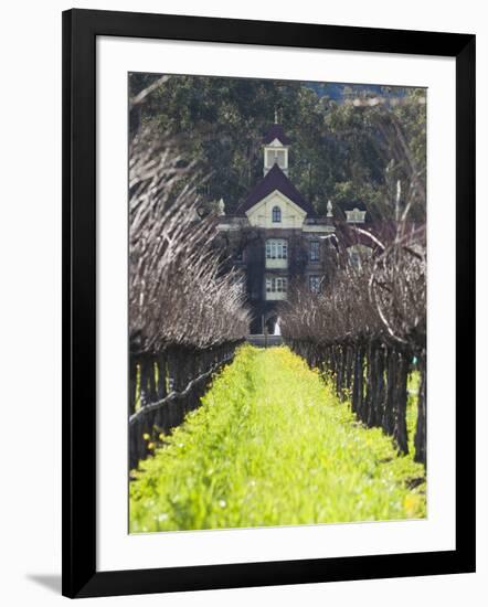 Vineyard in Winter, Rubicon Estate Vineyard, Rutherford, Napa Valley Wine Country, California, Usa-Walter Bibikow-Framed Photographic Print