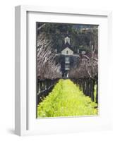 Vineyard in Winter, Rubicon Estate Vineyard, Rutherford, Napa Valley Wine Country, California, Usa-Walter Bibikow-Framed Photographic Print