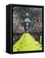 Vineyard in Winter, Rubicon Estate Vineyard, Rutherford, Napa Valley Wine Country, California, Usa-Walter Bibikow-Framed Stretched Canvas