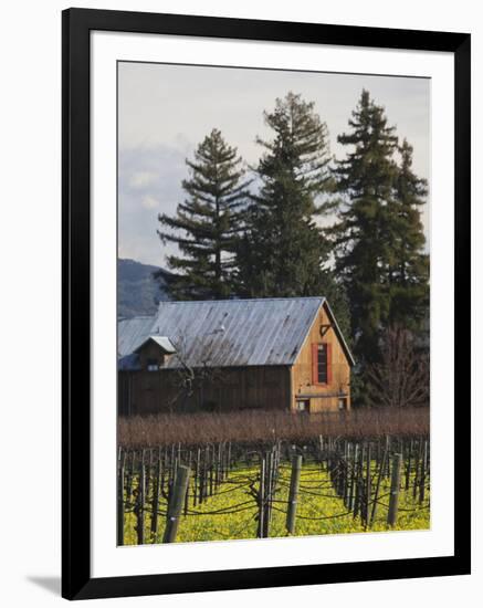 Vineyard in Winter, Rutherford, Napa Valley Wine Country, Northern California, Usa-Walter Bibikow-Framed Photographic Print