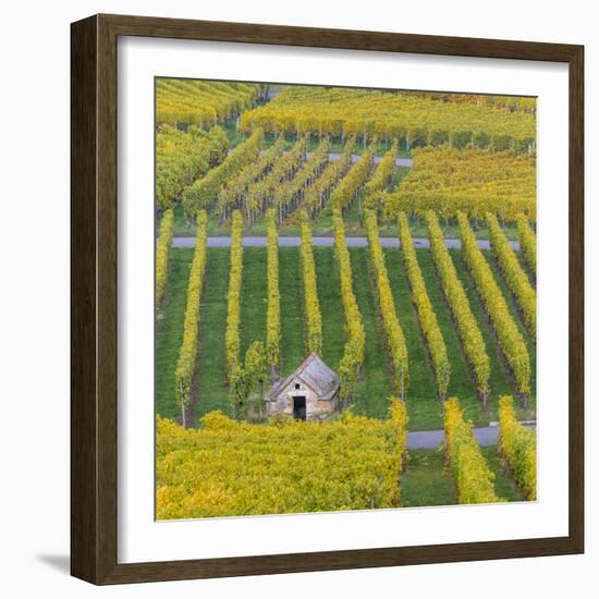 Vineyard Kappelberg, Herbst, Baden-Wurttemberg, Germany, Europe-Stefan Schurr-Framed Photographic Print