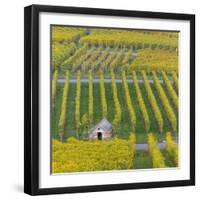 Vineyard Kappelberg, Herbst, Baden-Wurttemberg, Germany, Europe-Stefan Schurr-Framed Photographic Print