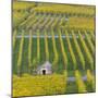 Vineyard Kappelberg, Herbst, Baden-Wurttemberg, Germany, Europe-Stefan Schurr-Mounted Photographic Print