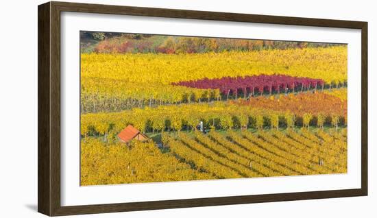 Vineyard Kappelberg, Herbst, Baden-Wurttemberg, Germany, Europe-Stefan Schurr-Framed Photographic Print