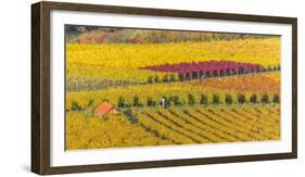 Vineyard Kappelberg, Herbst, Baden-Wurttemberg, Germany, Europe-Stefan Schurr-Framed Photographic Print