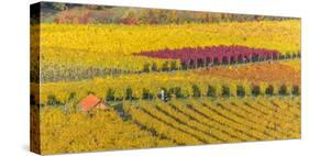 Vineyard Kappelberg, Herbst, Baden-Wurttemberg, Germany, Europe-Stefan Schurr-Stretched Canvas