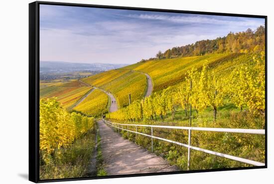 Vineyard Kappelberg, Herbst, Baden-Wurttemberg, Germany, Europe-Stefan Schurr-Framed Stretched Canvas