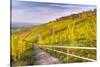 Vineyard Kappelberg, Herbst, Baden-Wurttemberg, Germany, Europe-Stefan Schurr-Stretched Canvas