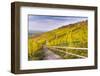 Vineyard Kappelberg, Herbst, Baden-Wurttemberg, Germany, Europe-Stefan Schurr-Framed Photographic Print