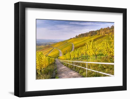 Vineyard Kappelberg, Herbst, Baden-Wurttemberg, Germany, Europe-Stefan Schurr-Framed Photographic Print