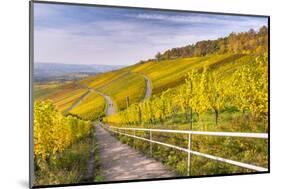 Vineyard Kappelberg, Herbst, Baden-Wurttemberg, Germany, Europe-Stefan Schurr-Mounted Photographic Print