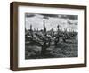 Vineyard, Landscape, c. 1955-Brett Weston-Framed Photographic Print