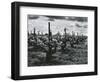 Vineyard, Landscape, c. 1955-Brett Weston-Framed Photographic Print