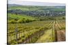 Vineyard Landscape in Transylvania, Near Brasov, Romania, Europe-Matthew Williams-Ellis-Stretched Canvas