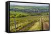 Vineyard Landscape in Transylvania, Near Brasov, Romania, Europe-Matthew Williams-Ellis-Framed Stretched Canvas