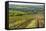 Vineyard Landscape in Transylvania, Near Brasov, Romania, Europe-Matthew Williams-Ellis-Framed Stretched Canvas